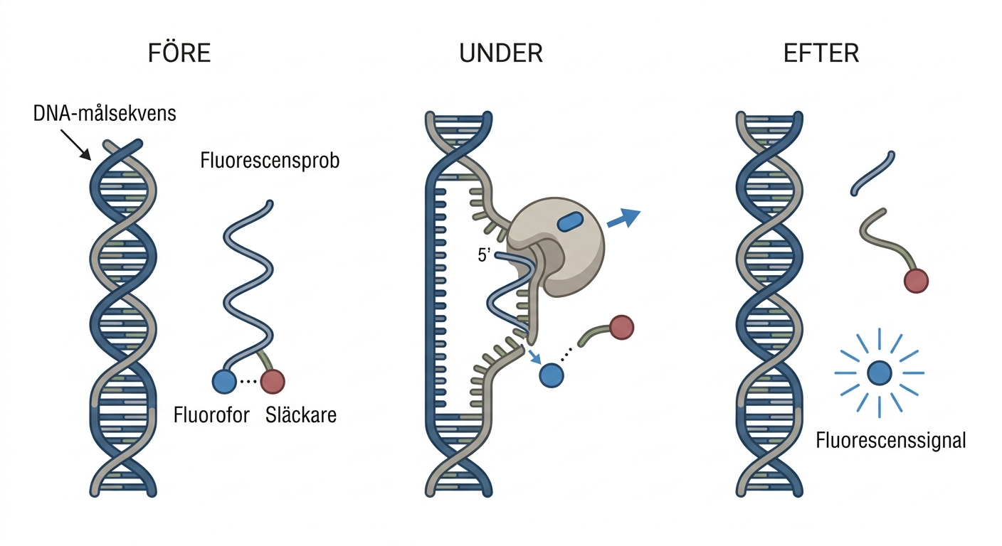 Schematisk sekvensspecifik fluorescensprob för realtids-PCR