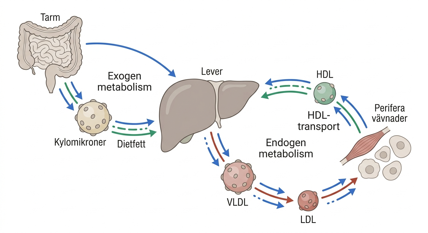 Schema över exogen och endogen lipoproteinmetabolism mellan tarm, lever och perifera vävnader.