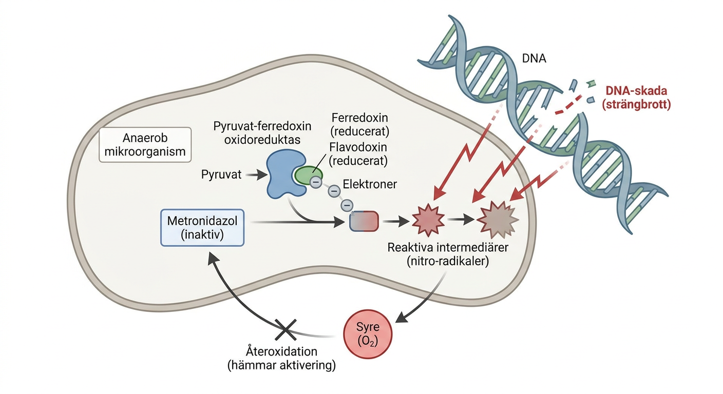Schematisk bild av metronidazols reduktiva aktivering i anaeroba mikroorganismer och efterföljande DNA-skada.