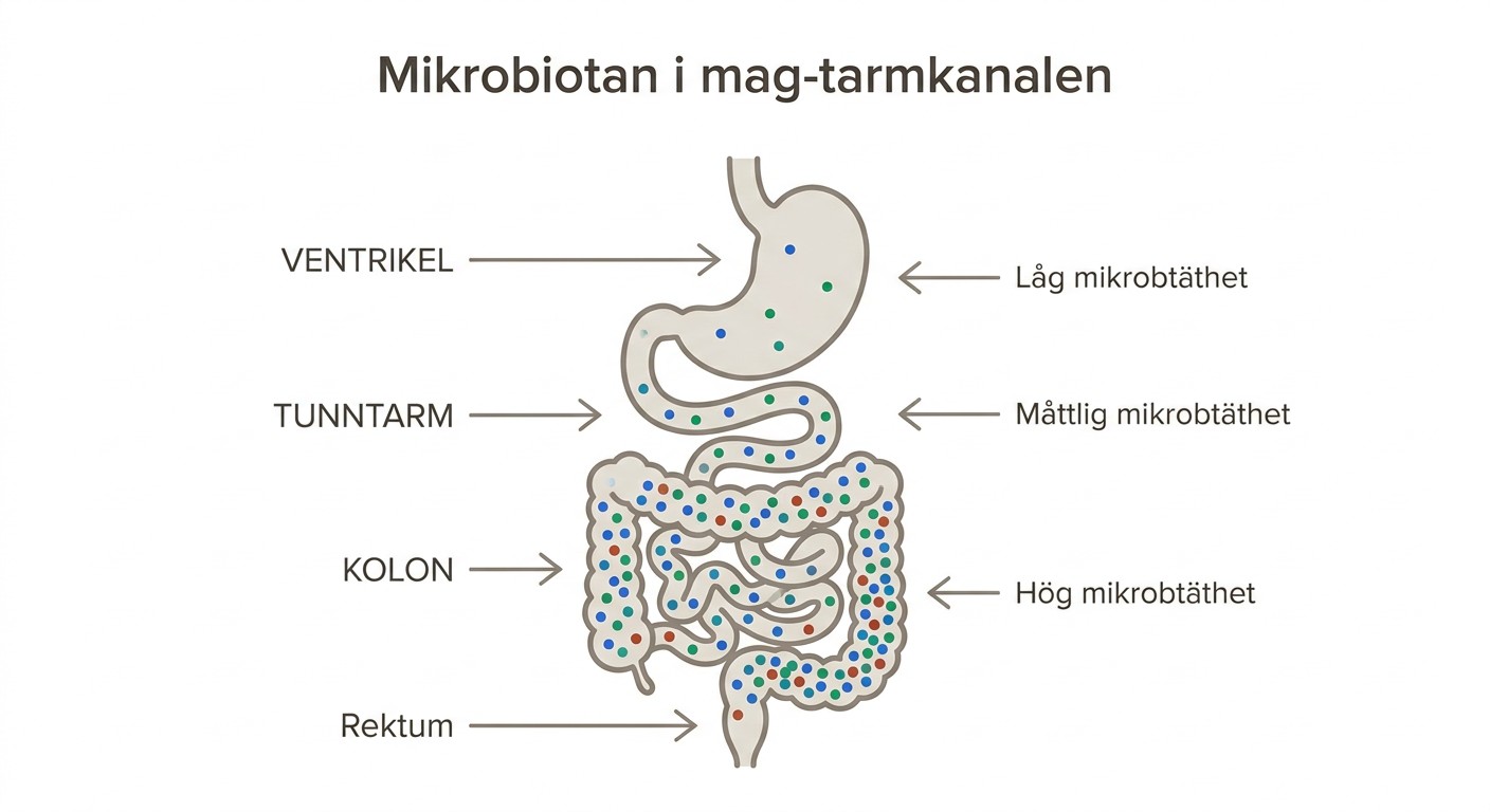 Schematisk bild av mikrobiotan i olika delar av människans mag–tarmkanal.
