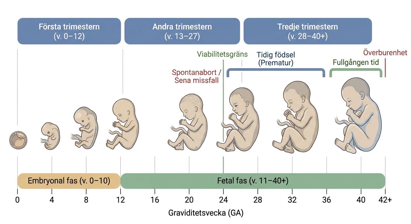 Tidsaxel över graviditetens trimestrar, embryonal och fetal utveckling, viabilitet och terminsgränser.