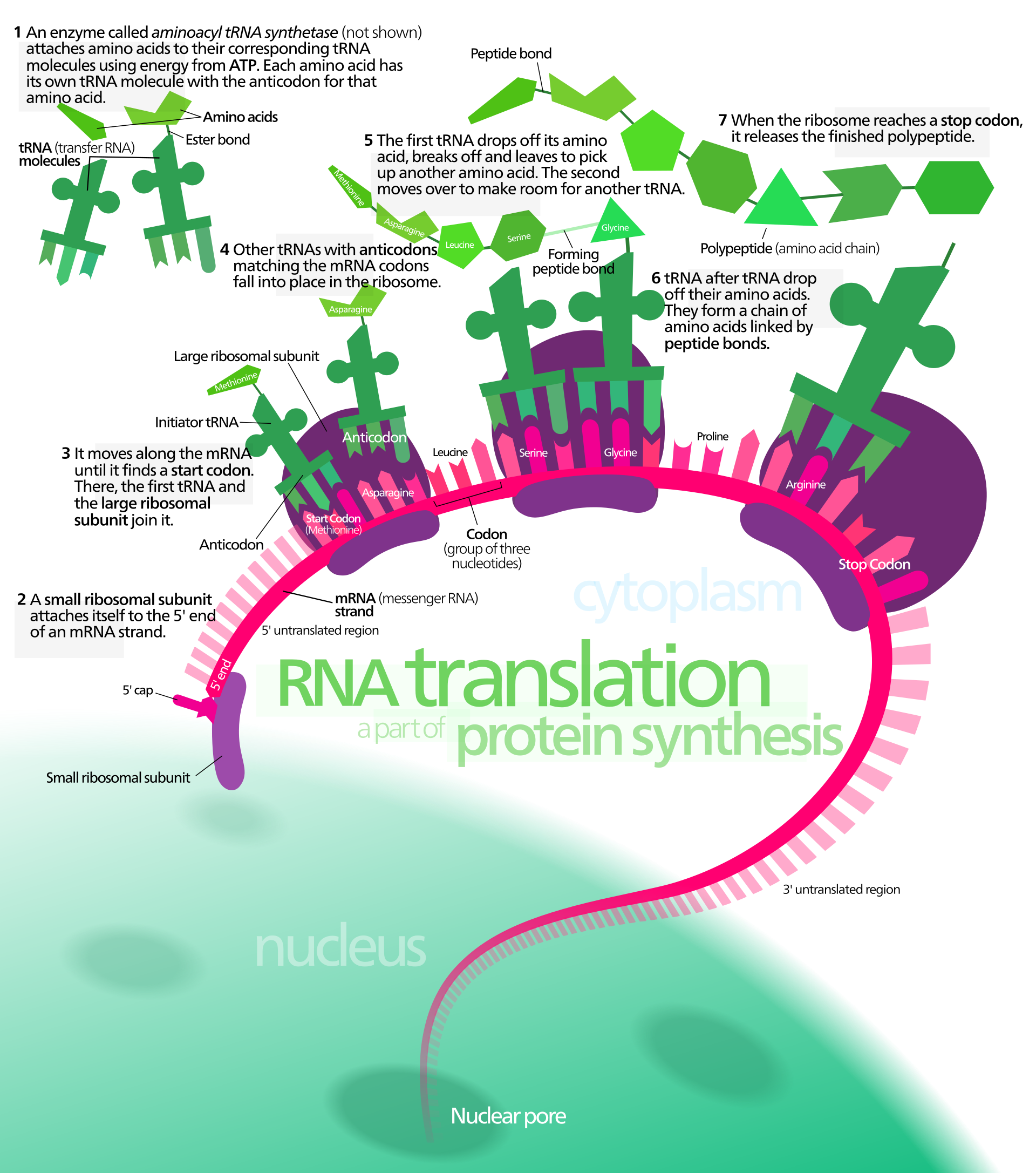 Schematisk bild av translation med mRNA, tRNA, ribosom och växande polypeptid.