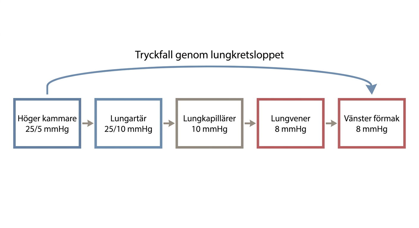 Diagram över normala tryck i hjärtats högra sida och lungcirkulationen