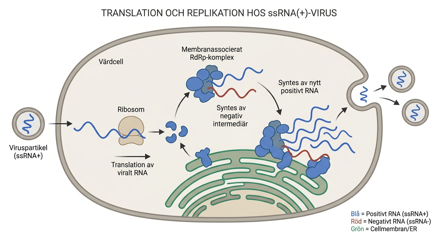 Schema över translation och RNA-replikation hos ett positivt enkelsträngat RNA-virus.