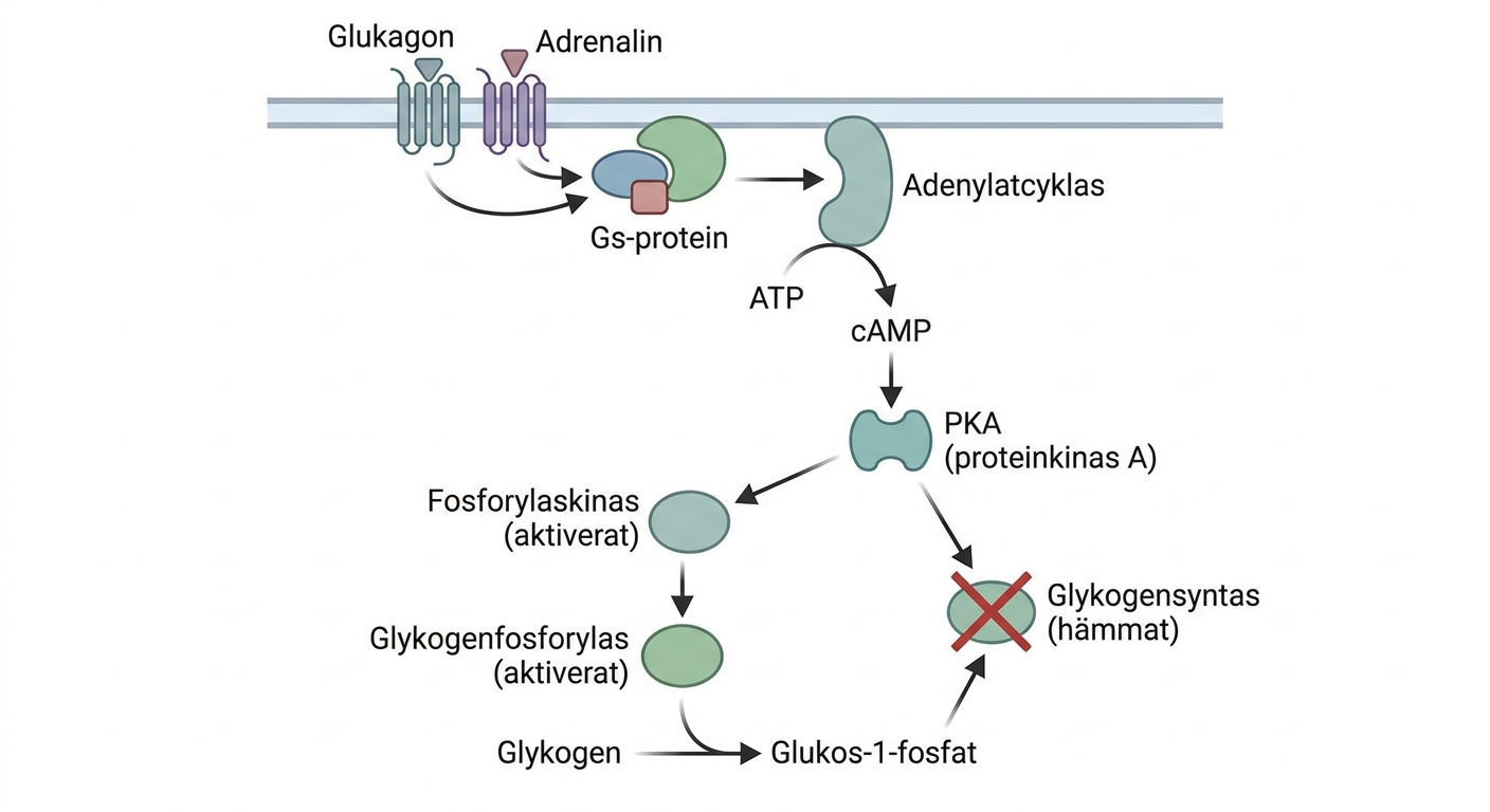 Schema över glukagon- och adrenalinsignalering via cAMP och PKA till glykogenmetabolismens enzymer.