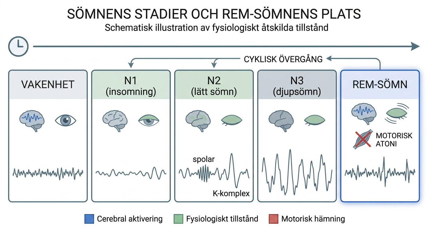 Schematisk illustration av skilda sömnlägen och REM-sömnens plats bland dessa