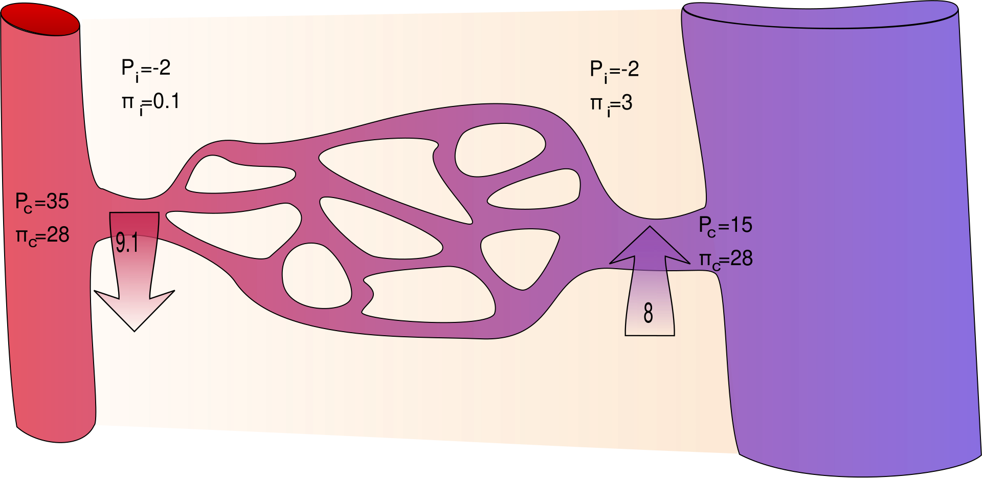 Schematisk bild av hydrostatiska och kolloidosmotiska tryck över en kapillärvägg.