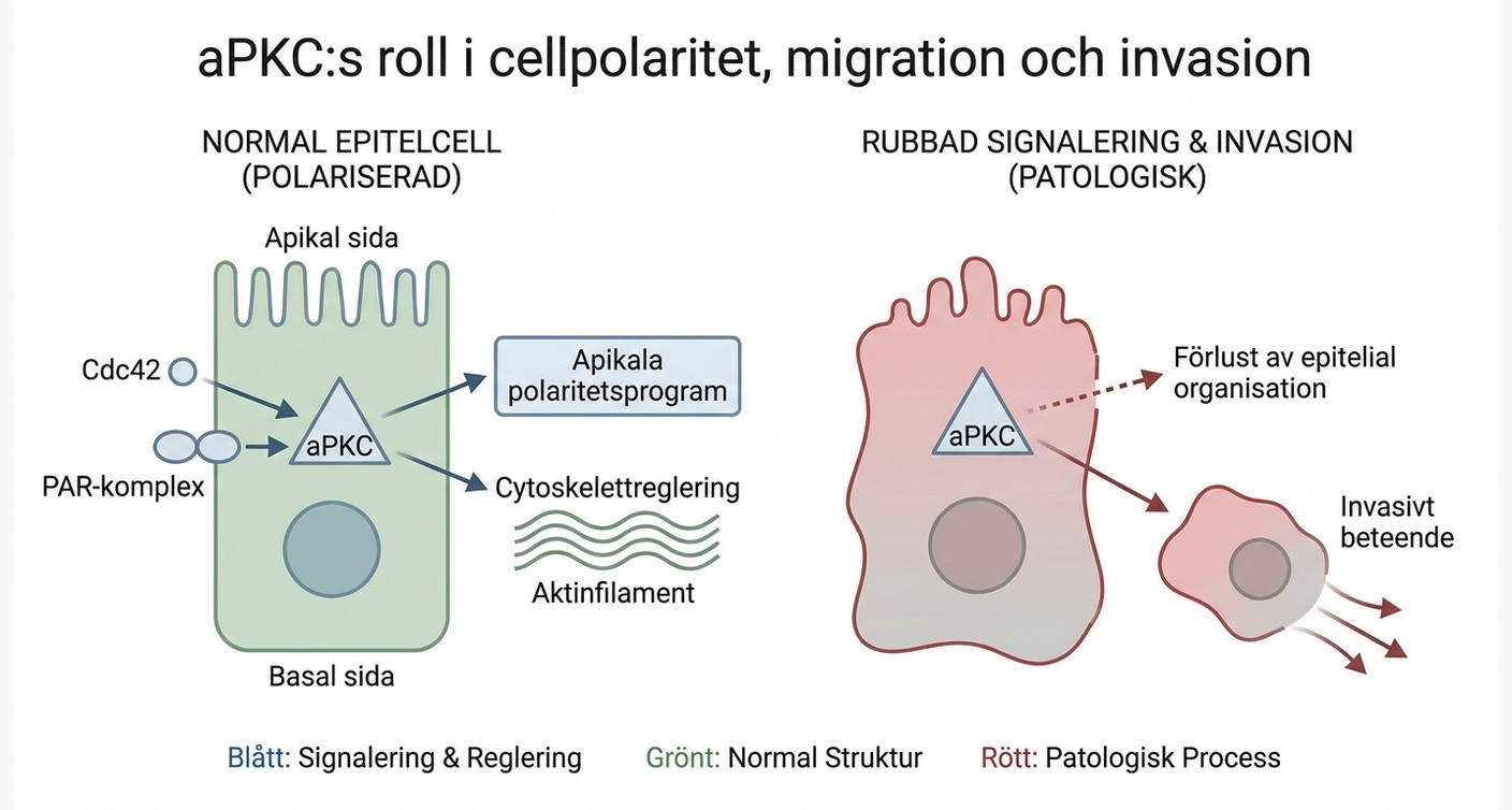 Schema över aPKC:s roll i apikal-basal polaritet, cellmigration och invasion.