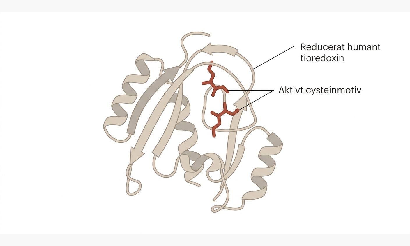 Tredimensionell modell av reducerat humant tioredoxin med det aktiva cysteinmotivet markerat.
