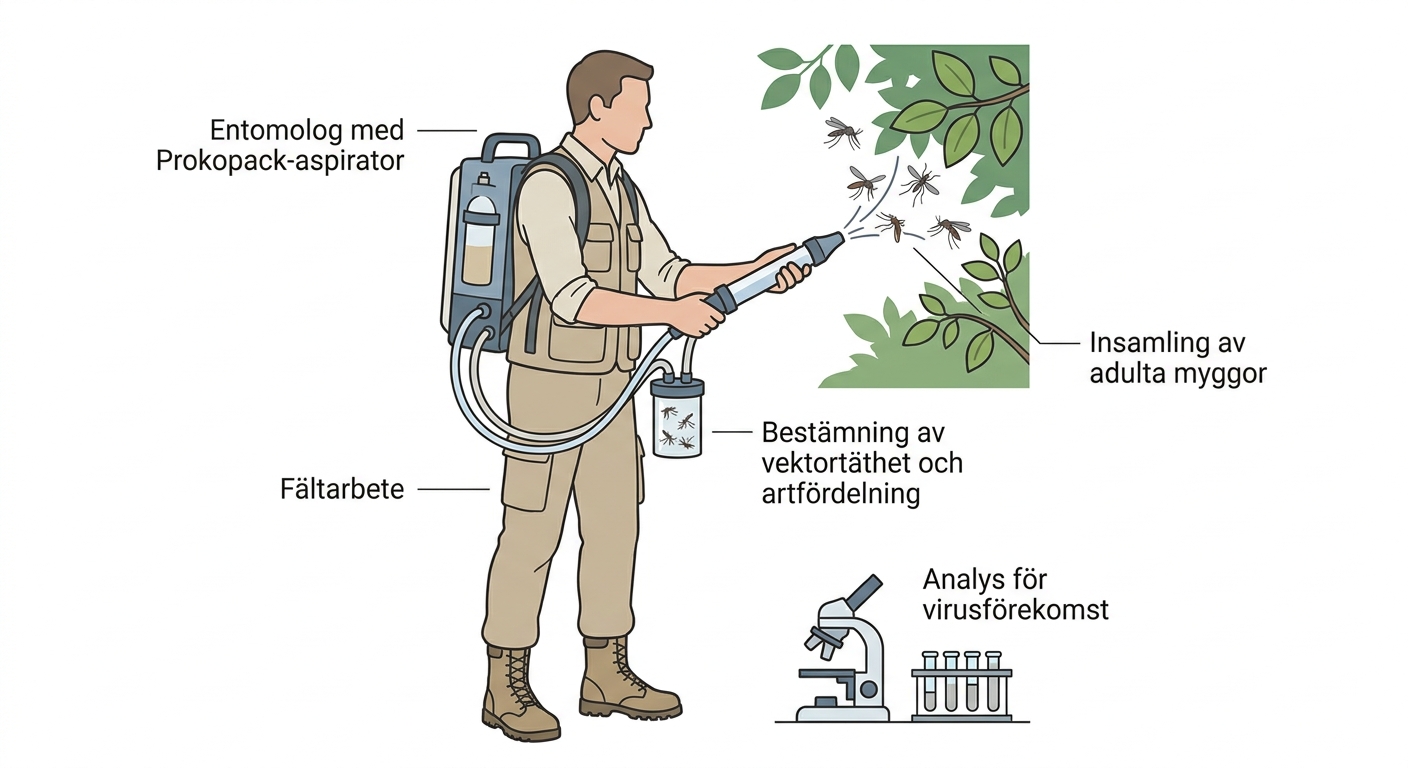 Entomolog samlar in myggor med en Prokopack-aspirator