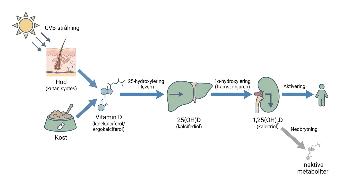 Flödesschema över vitamin D-syntes, hydroxylering och nedbrytning