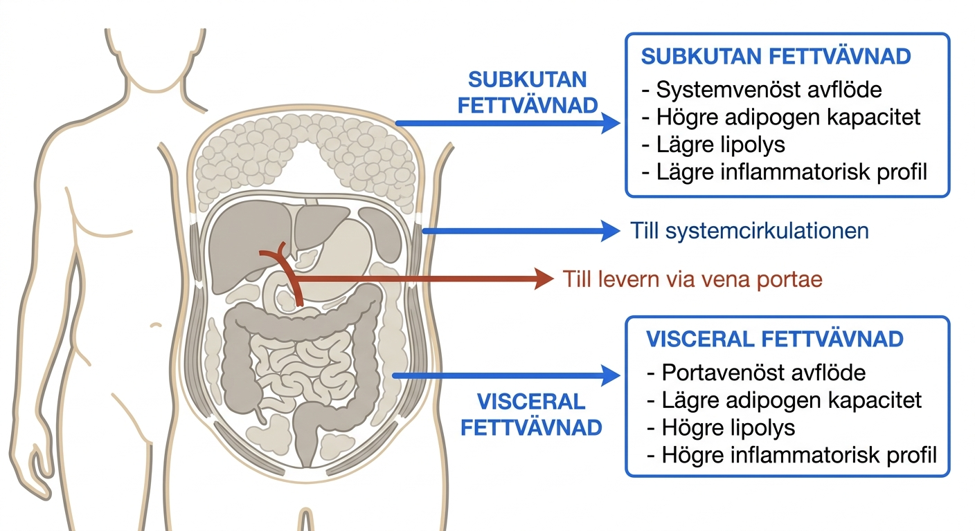 Schematisk fördelning av subkutan och visceral vit fettvävnad i människokroppen.