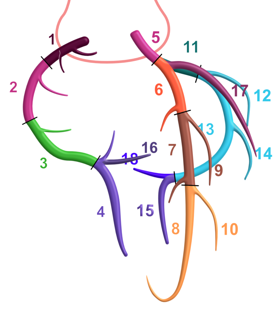 Hjärtats kranskärl